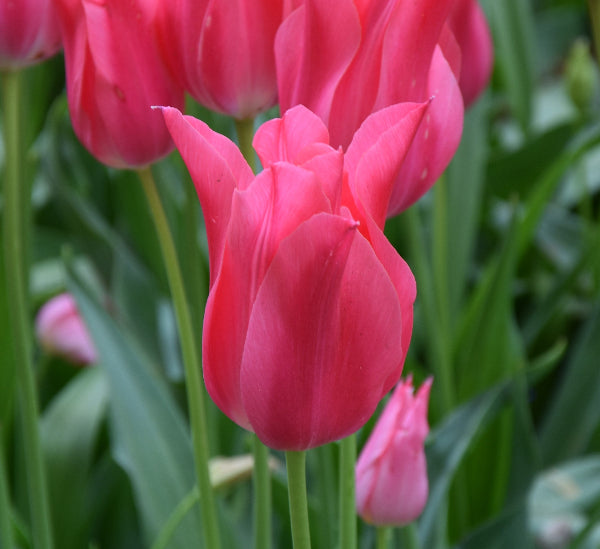 Tulip Mariette AGM