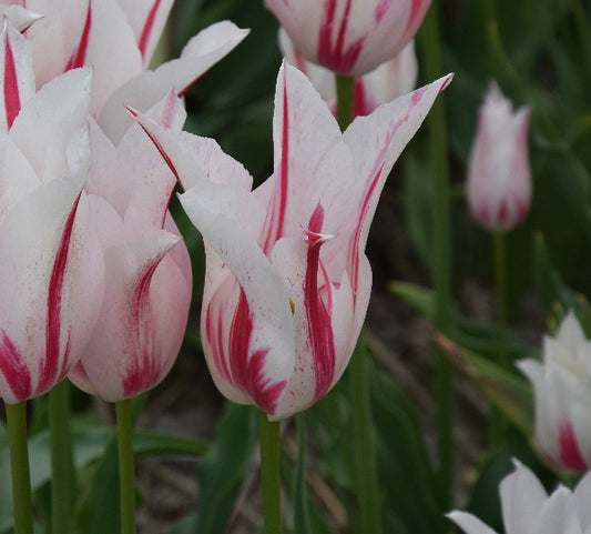 Tulip Marilyn AGM
