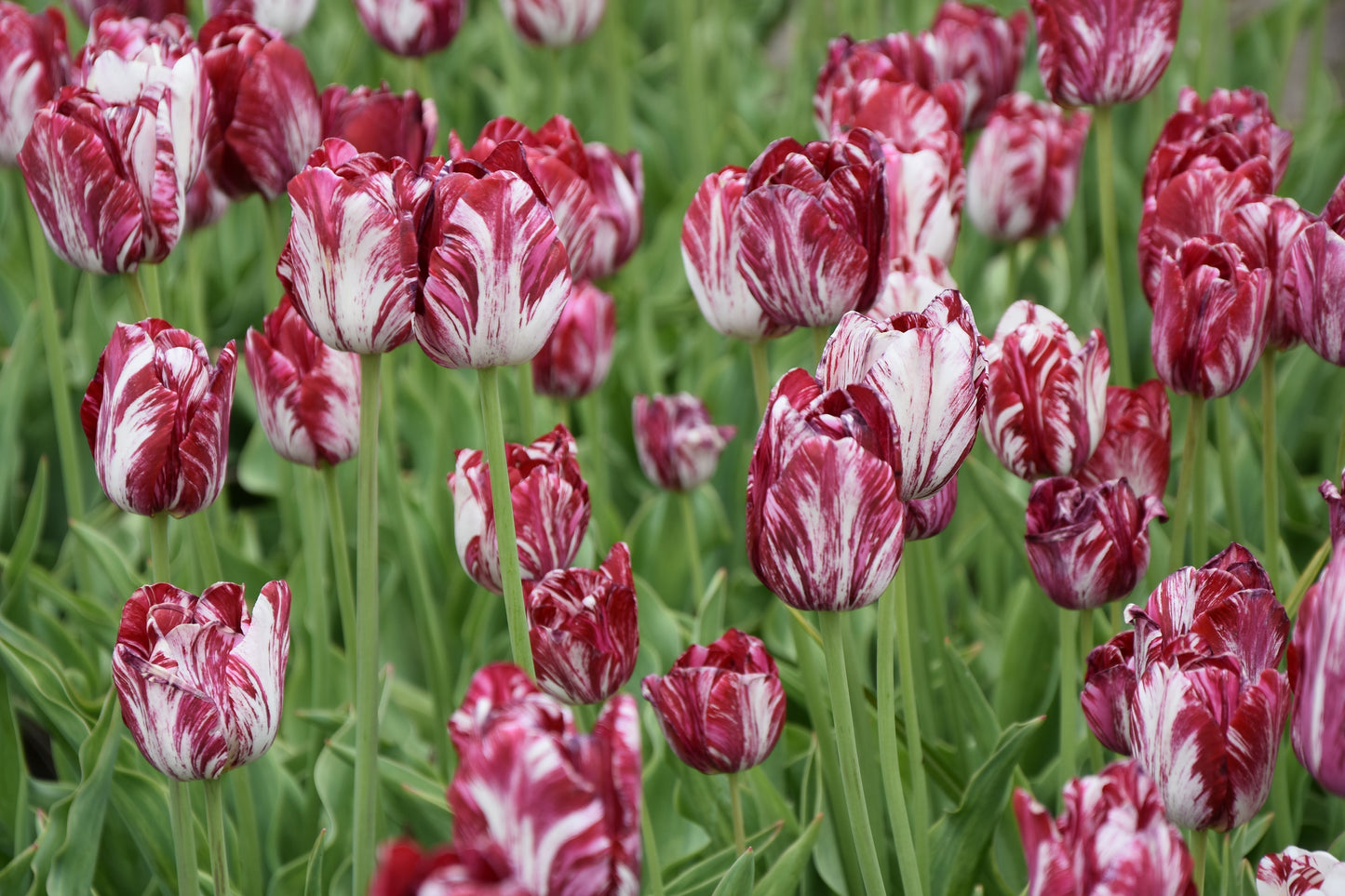 Tulip Mary Steward