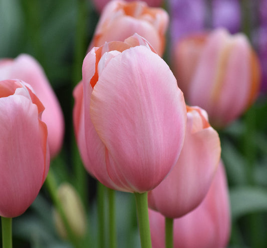 Tulip Menton AGM