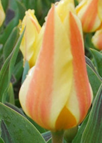 Tulip Miskodeed