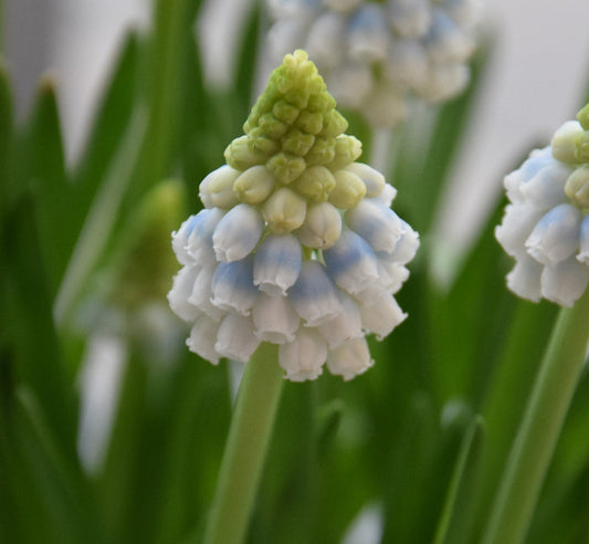 Muscari 'Alaska' AGM