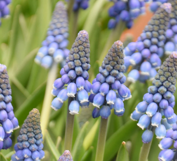 Muscari 'Alida' AGM