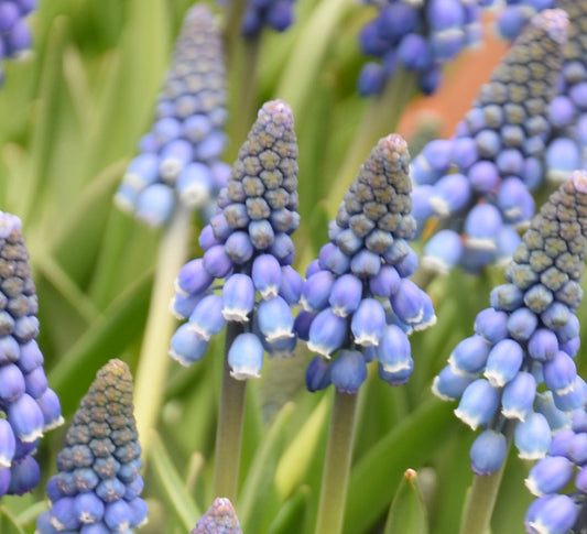 Muscari 'Alida' AGM