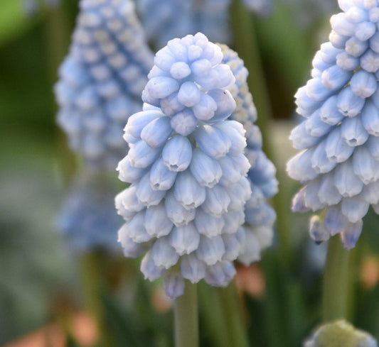 Muscari 'Baby’s Breath' AGM