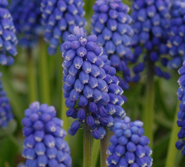 Muscari aucheri 'Blue Magic'