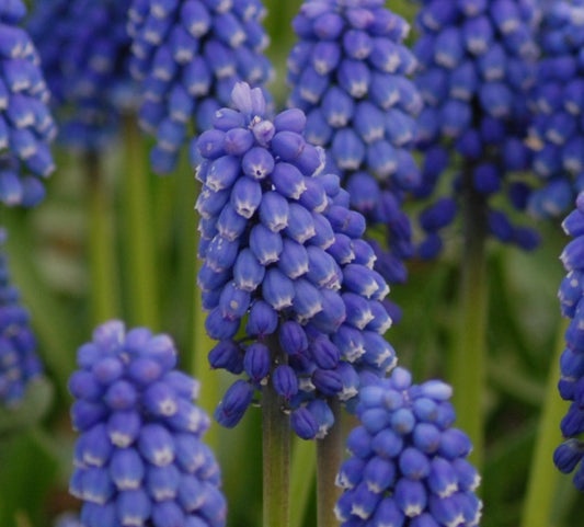Muscari aucheri 'Blue Magic'