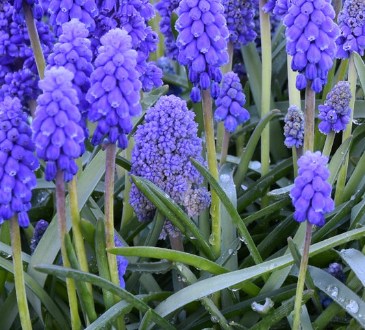 Muscari armeniacum 'Blue Spike'
