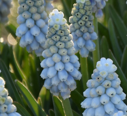 Muscari 'Esther' AGM