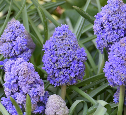 Muscari armeniacum 'Fantasy Creation'