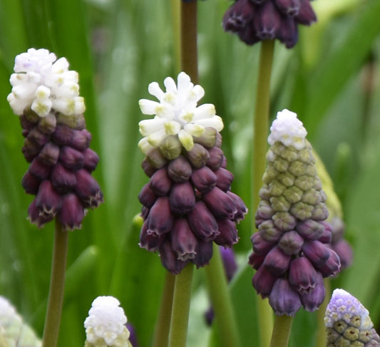 Muscari latifolium 'Grape Ice' AGM