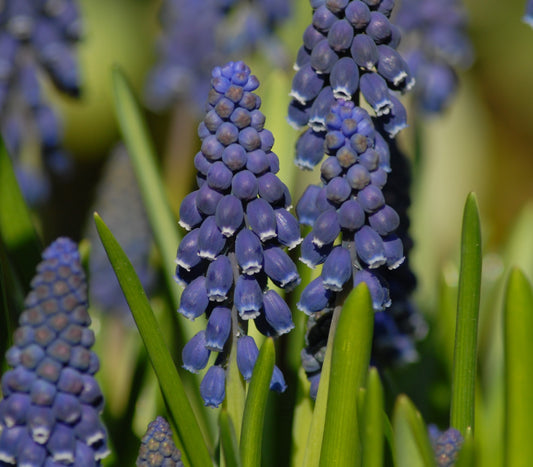 Muscari 'Joyce Spirit'