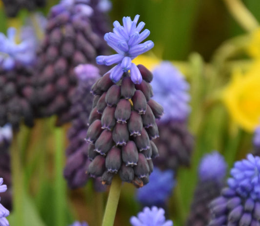 Muscari latifolium AGM