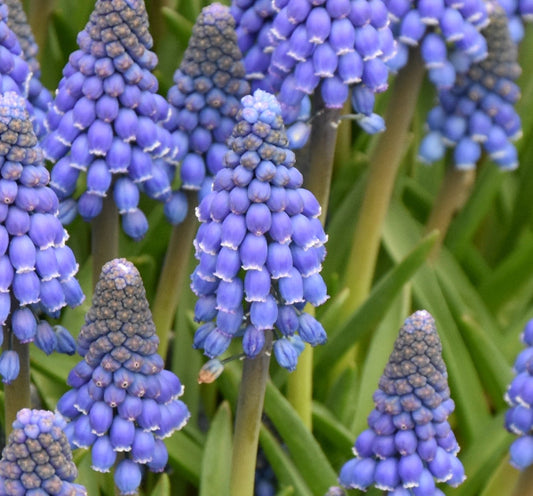 Muscari 'Lindsay'
