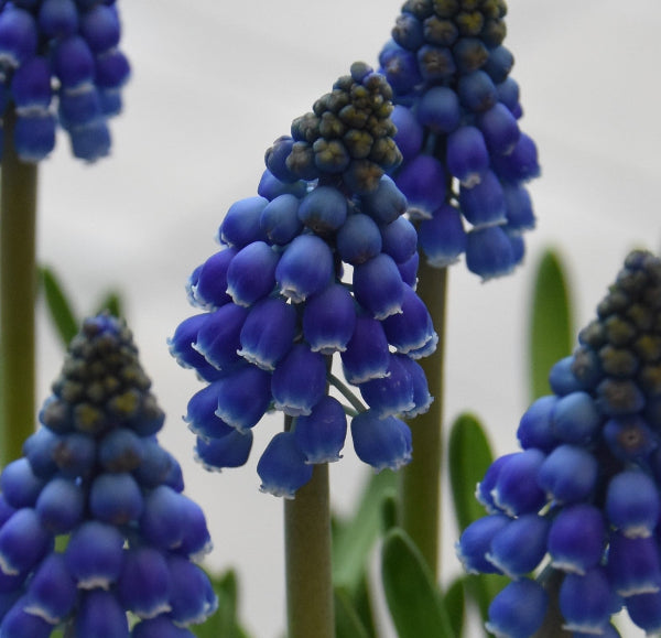 Muscari 'Marleen'