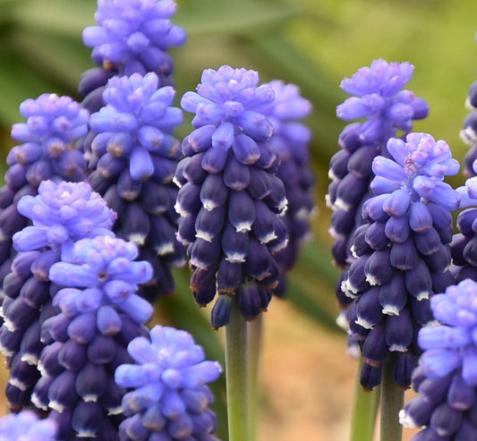 Muscari 'Night Eyes' AGM