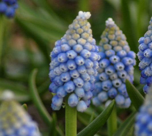 Muscari aucheri 'Ocean Magic' AGM