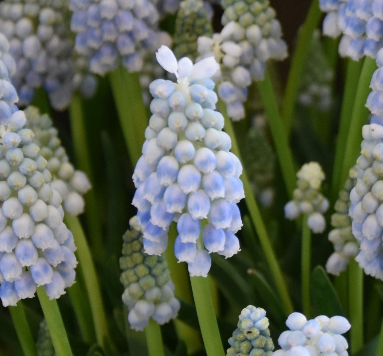 Muscari 'Peppermint'