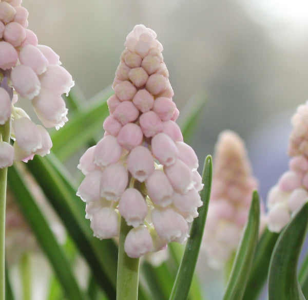 Muscari 'Pink Sunrise'