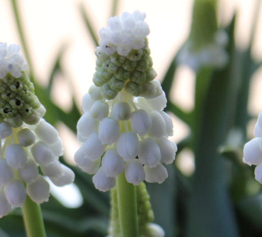 Muscari armeniacum 'Siberian Tiger' AGM