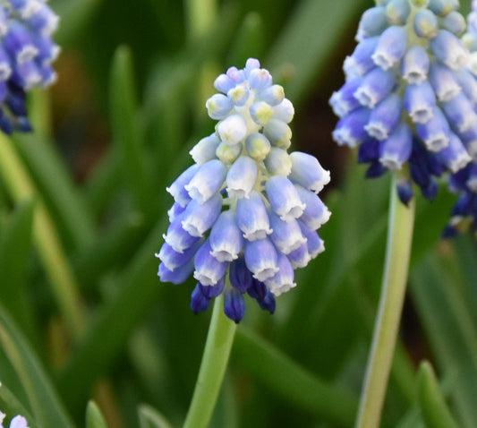 Muscari armeniacum 'Touch of Snow'