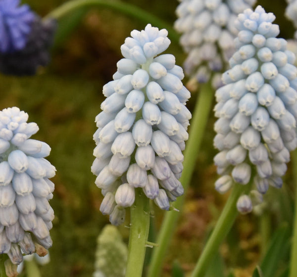 Muscari armeniacum 'Valerie Finnis'