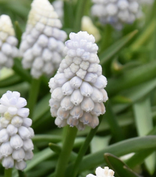 Muscari 'White Pearl'
