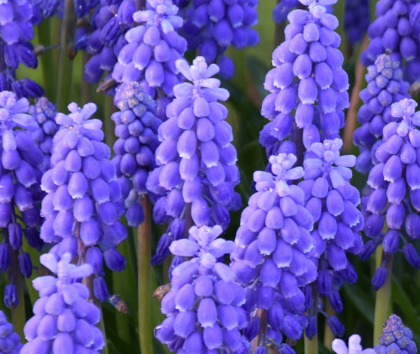 Muscari armeniacum AGM