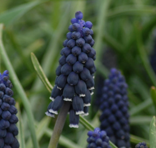 Muscari neglectum
