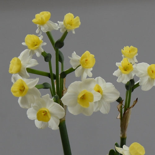 Narcissus Avalanche AGM