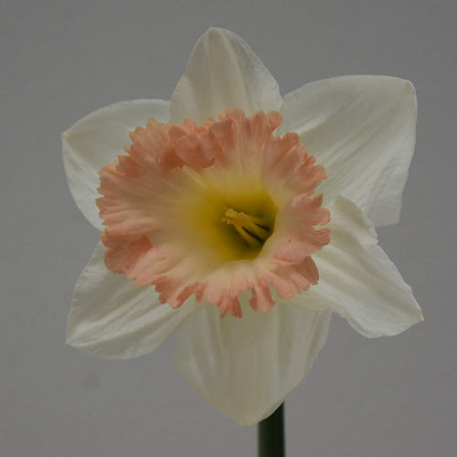 Narcissus British Gamble