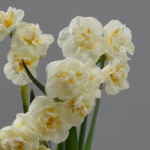 Narcissus Bridal Crown