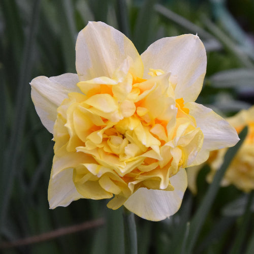 Narcissus Butter And Eggs