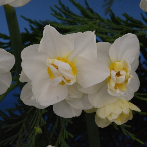Narcissus Cheerfulness AGM