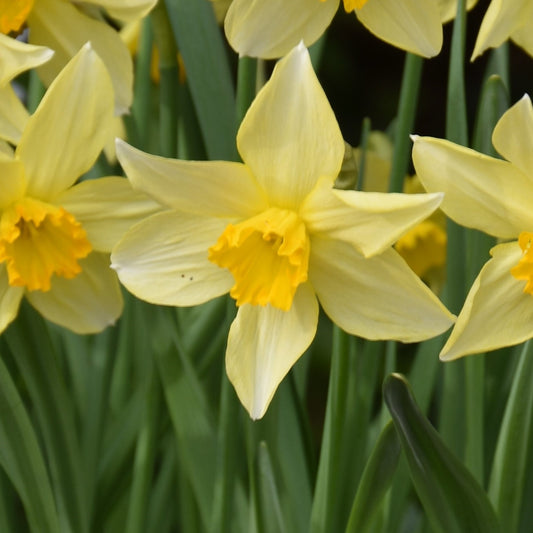 Narcissus Conspicuus syn Barrii Conspicuus