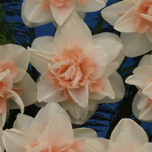 Narcissus Delnashaugh