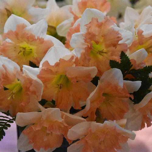 Narcissus Edinburgh