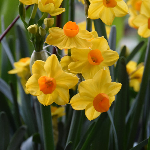 Narcissus Grand Soleil d'Or