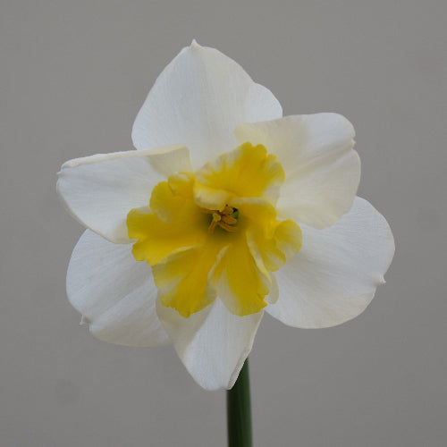 Narcissus Papilion Blanc