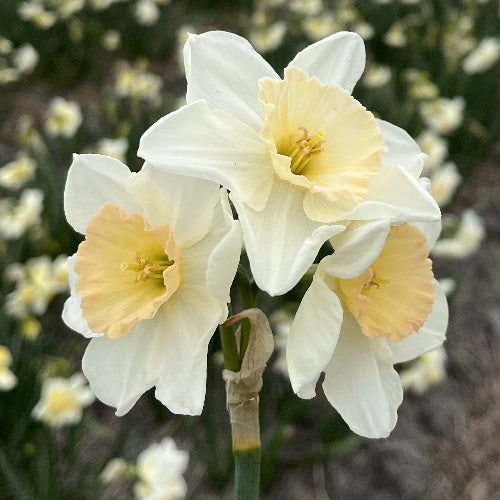 Narcissus Pink Pacific