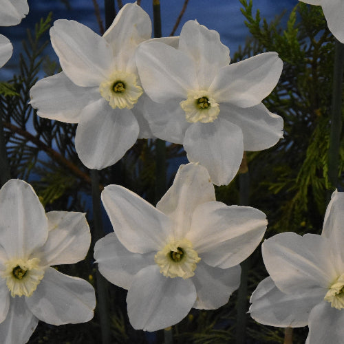 Narcissus Polar Ice