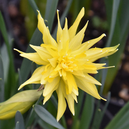 Narcissus Rip Van Winkle