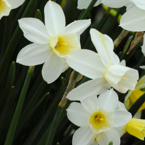 Narcissus Sailboat AGM