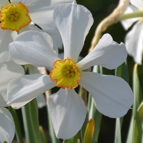 Narcissus Seagull
