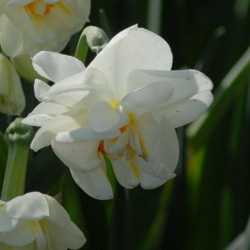 Narcissus Sir Winston Churchill AGM