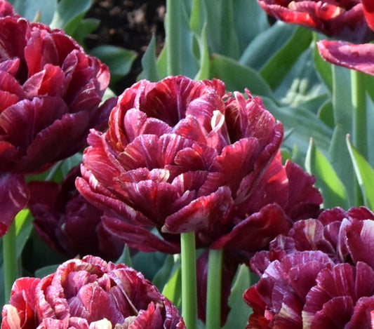 Tulip Nachtwacht