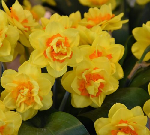 Narcissus Innovator_0242 sq