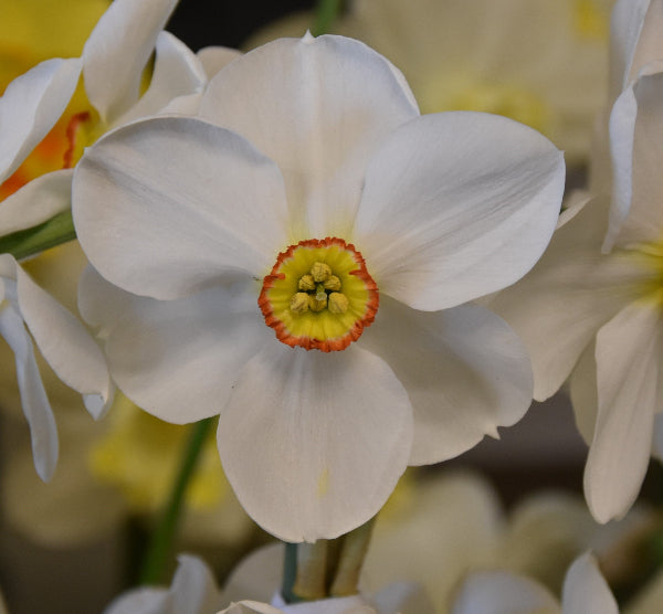 Narcissus Actaea AGM