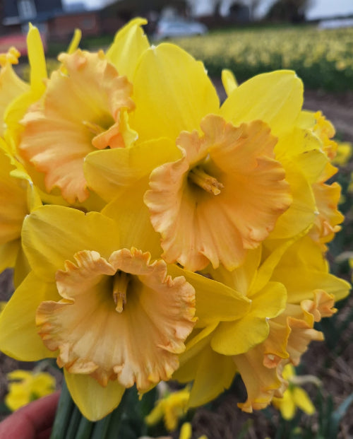 Narcissus Alexis Beauty