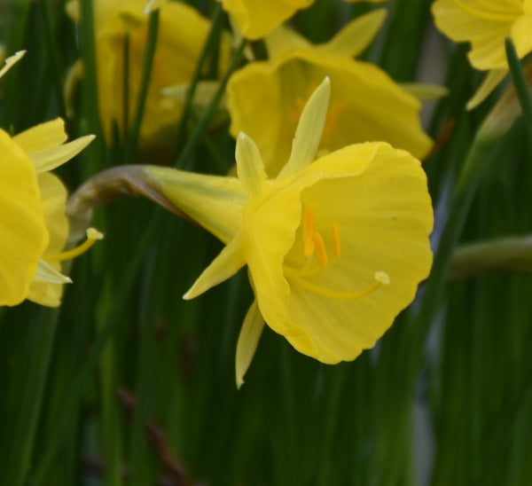 Narcissus bulbocodium Casual Elegance